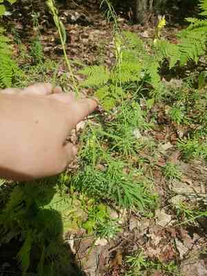 Butter-and-eggs(Linaria vulgaris)