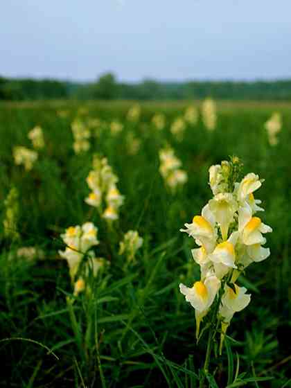 Butter-and-eggs(Linaria vulgaris)