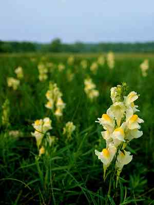 Butter-and-eggs(Linaria vulgaris)