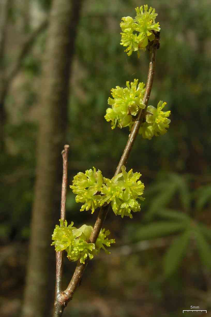 Northern spicebush(Lindera benzoin)