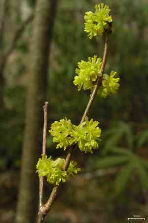 Northern spicebush(Lindera benzoin)