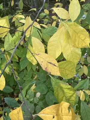 Northern spicebush(Lindera benzoin)