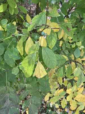 Northern spicebush(Lindera benzoin)