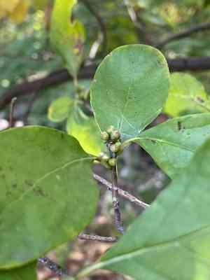 Northern spicebush(Lindera benzoin)