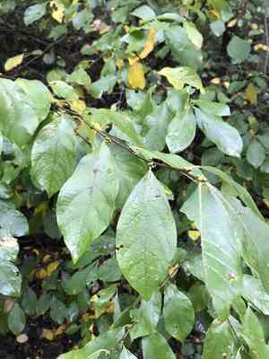 Northern spicebush(Lindera benzoin)