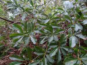 Spicebush(Lindera erythrocarpa)
