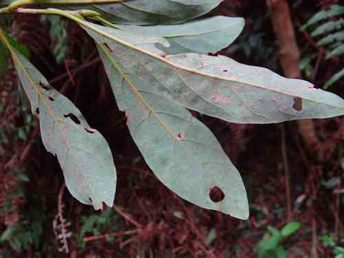 Spicebush(Lindera erythrocarpa)