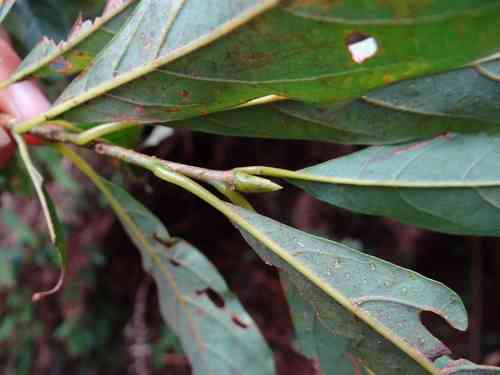 Spicebush(Lindera erythrocarpa)