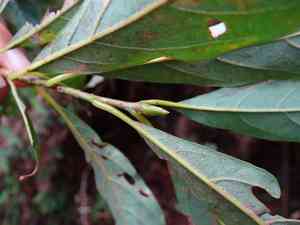 Spicebush(Lindera erythrocarpa)