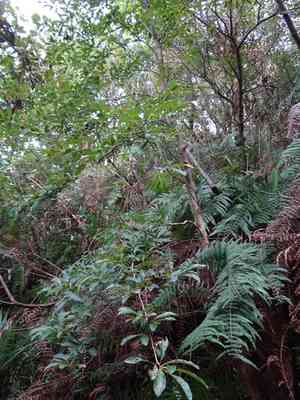 Spicebush(Lindera erythrocarpa)