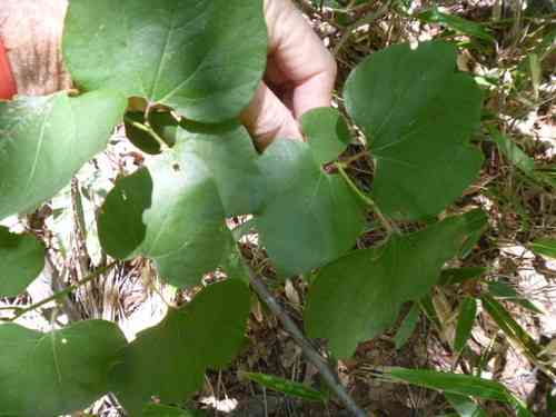 Japanese spicebush(Lindera obtusiloba)