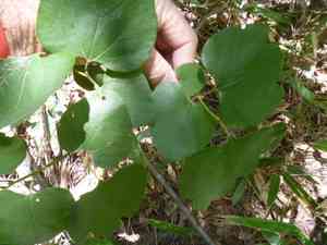 Japanese spicebush(Lindera obtusiloba)