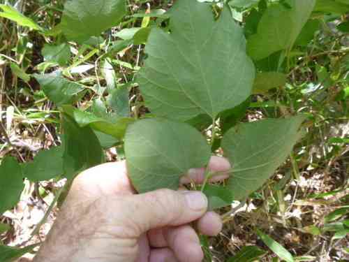 Japanese spicebush(Lindera obtusiloba)