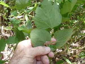 Japanese spicebush(Lindera obtusiloba)