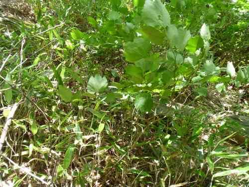 Japanese spicebush(Lindera obtusiloba)