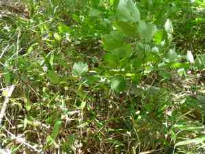 Japanese spicebush(Lindera obtusiloba)