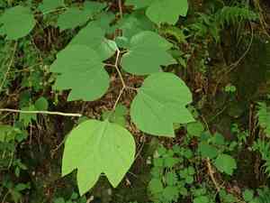Japanese spicebush(Lindera obtusiloba)