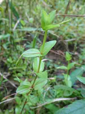 Yellowseed false pimpernel(Lindernia dubia)