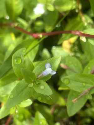 Yellowseed false pimpernel(Lindernia dubia)