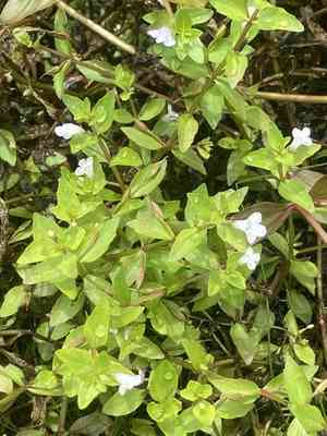 Yellowseed false pimpernel(Lindernia dubia)