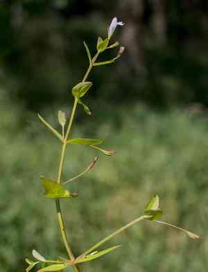 Yellowseed false pimpernel(Lindernia dubia)