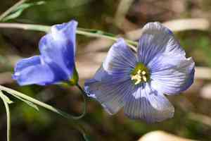 Austrian flax(Linum austriacum)