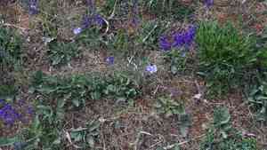 Austrian flax(Linum austriacum)
