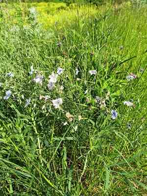 Austrian flax(Linum austriacum)