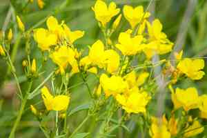 Golden flax(Linum flavum)