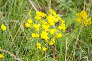 Golden flax(Linum flavum)