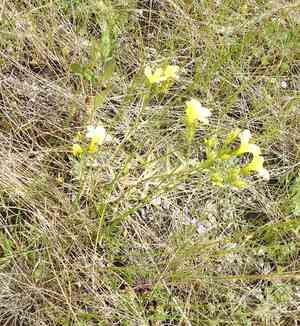 Golden flax(Linum flavum)
