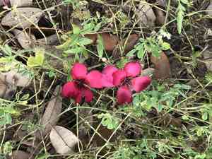 Scarlet flax(Linum grandiflorum)