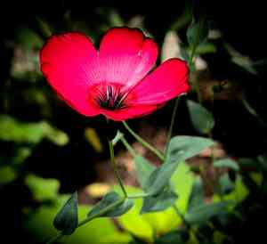 Scarlet flax(Linum grandiflorum)