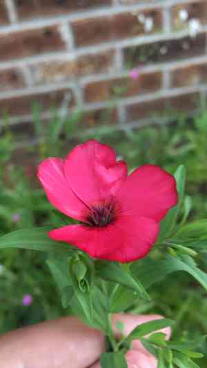 Scarlet flax(Linum grandiflorum)