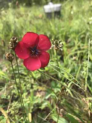 Scarlet flax(Linum grandiflorum)