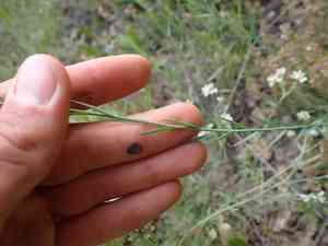 Beautiful flax(Linum narbonense)