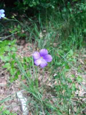Beautiful flax(Linum narbonense)