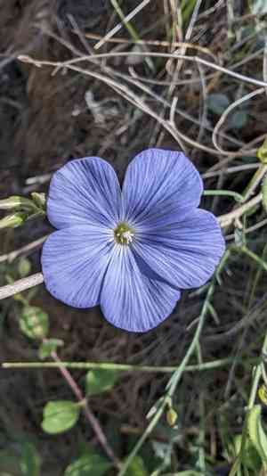 Beautiful flax(Linum narbonense)
