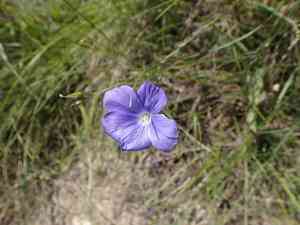 Beautiful flax(Linum narbonense)
