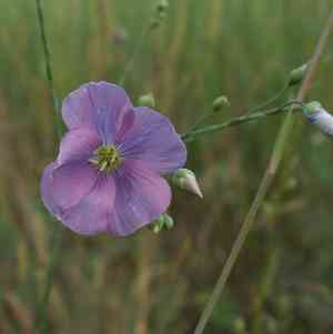 Blue Flax(Linum perenne)