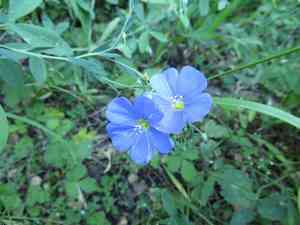 Blue Flax(Linum perenne)