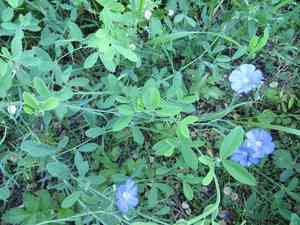 Blue Flax(Linum perenne)