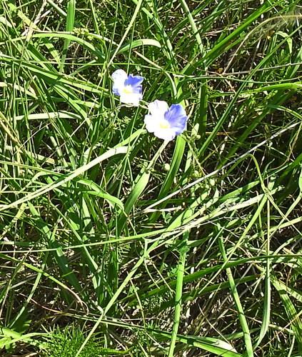Blue Flax