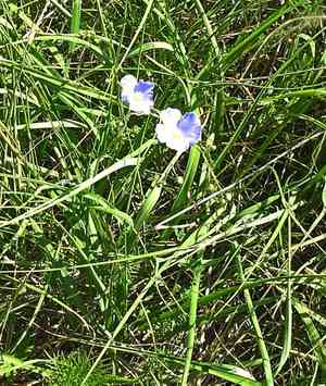 Blue Flax(Linum perenne)