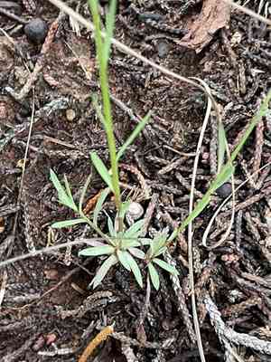 Rock flax(Linum rupestre)