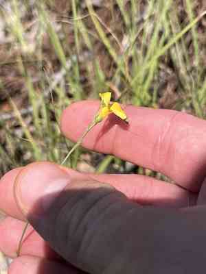 Rock flax(Linum rupestre)