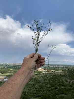 Rock flax(Linum rupestre)