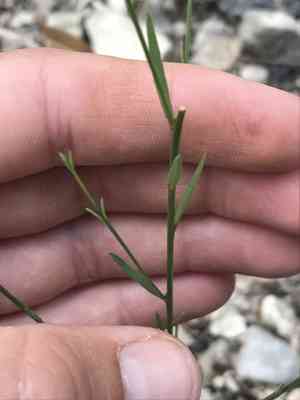 Rock flax(Linum rupestre)