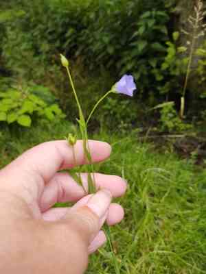 Flax(Linum usitatissimum)