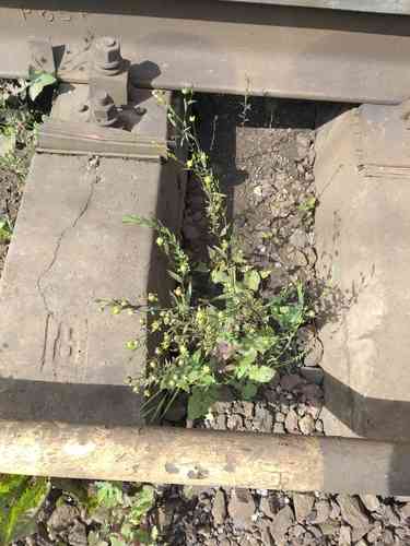 Flax(Linum usitatissimum)